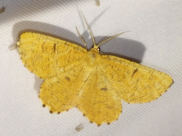 Angerona prunaria - sárga kökényaraszoló