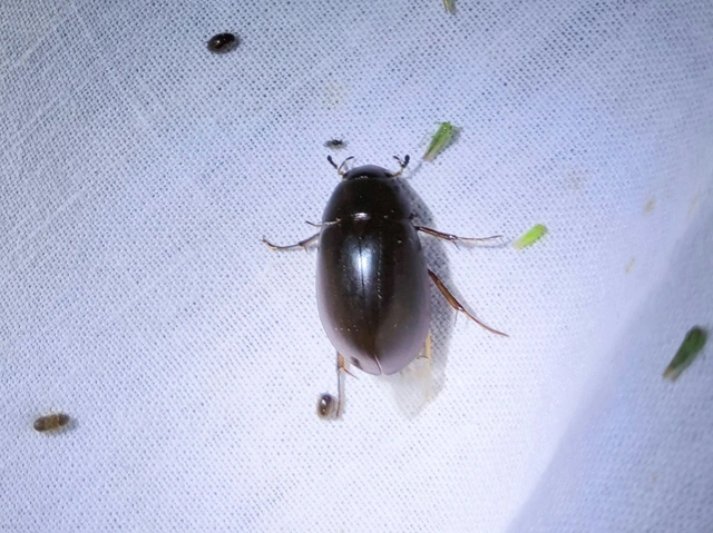 Hydrochara caraboides - kis csibor