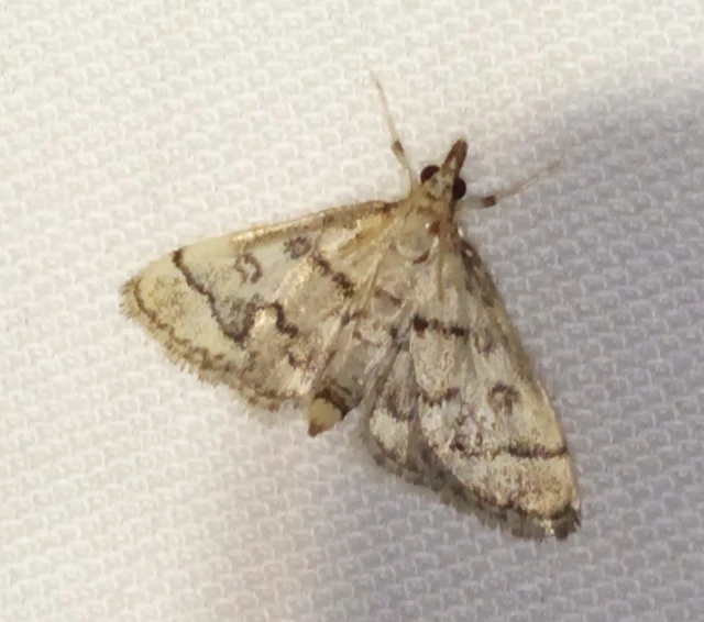 Metasia ophialis - kígyósávos tűzmoly
