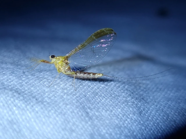 Cloeon dipterum - elevenszülő kérész