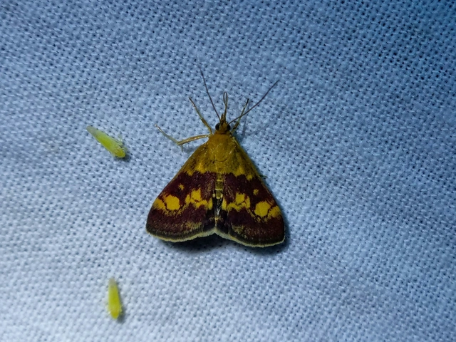 Pyrausta aurata - aranyló bíbormoly