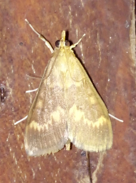 Ostrinia nubilalis - kukoricamoly