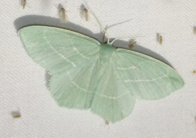 Hemistola chrysoprasaria - kékes zöldaraszoló