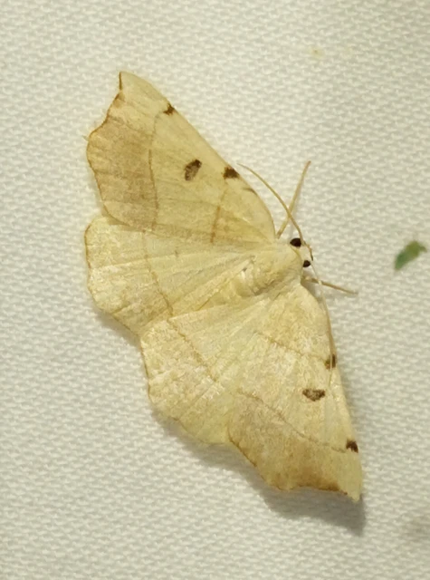 Eilicrinia trinotata - háromjegyű araszoló
