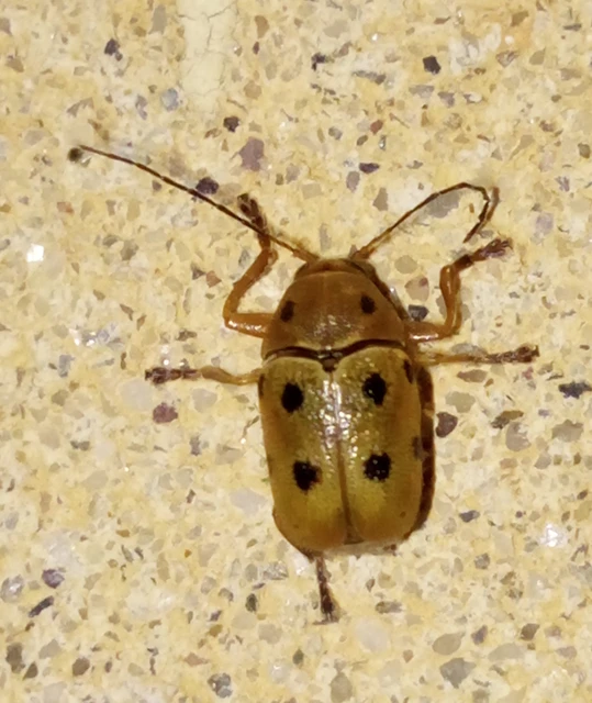 Cryptocephalus octomaculatus - nyolcfoltos zömökbogár