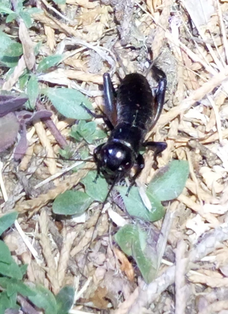 Gryllus campestris - mezei tücsök