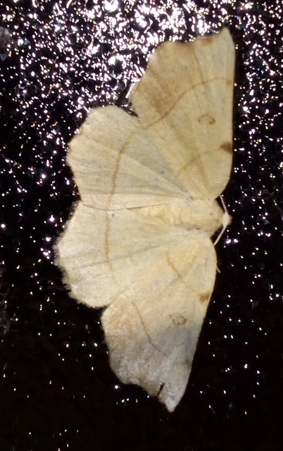 Eilicrinia trinotata - háromjegyű araszoló