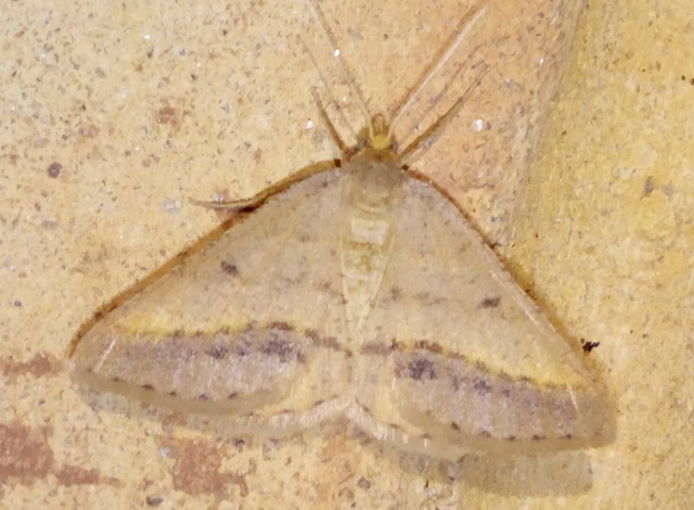 Tephrina arenacearia - lucerna-araszoló