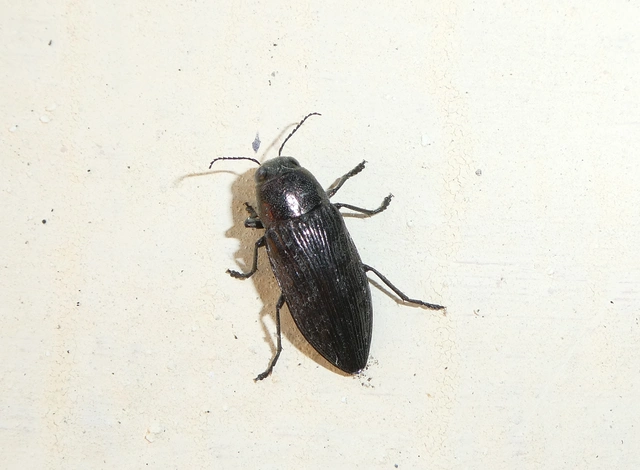 Buprestis haemorrhoidalis - foltosfejű díszbogár