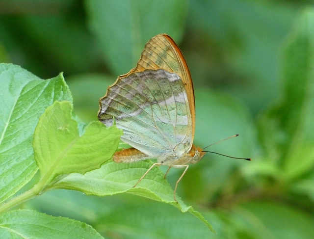 Argynnis paphia - nagy gyöngyházlepke
