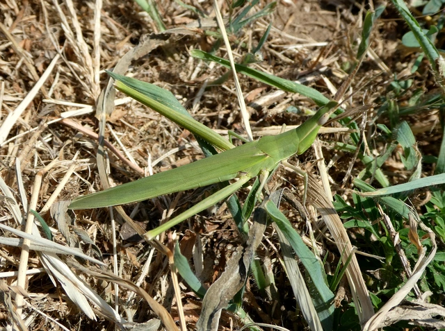 Acrida ungarica - sisakos sáska