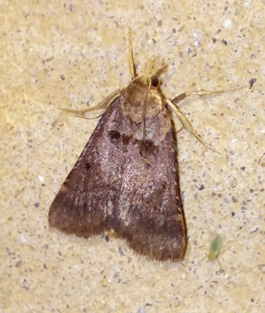 Stemmatophora brunnealis - barna fényilonca