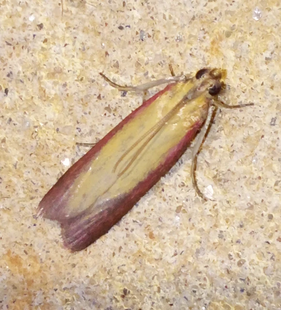 Oncocera semirubella - lucernamoly