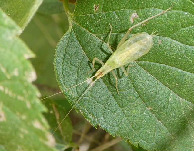 Oecanthus pellucens - pirregőtücsök