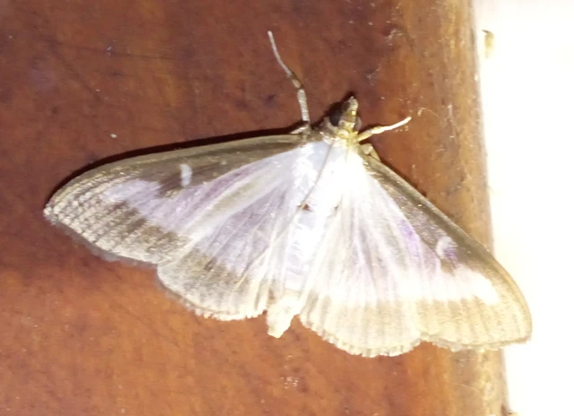 Cydalima perspectalis - puszpáng-tűzmoly