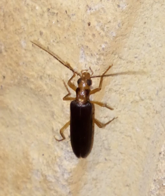 Nacerdes carniolica - karnóliai álcincér