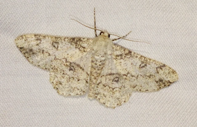 Ascotis selenaria - holdas faaraszoló
