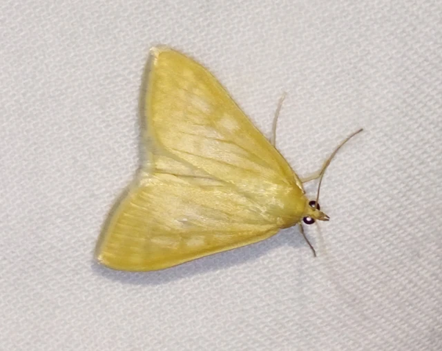 Sitochroa verticalis - világossárga dudvamoly