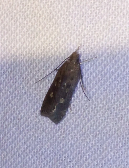 Helcystogramma