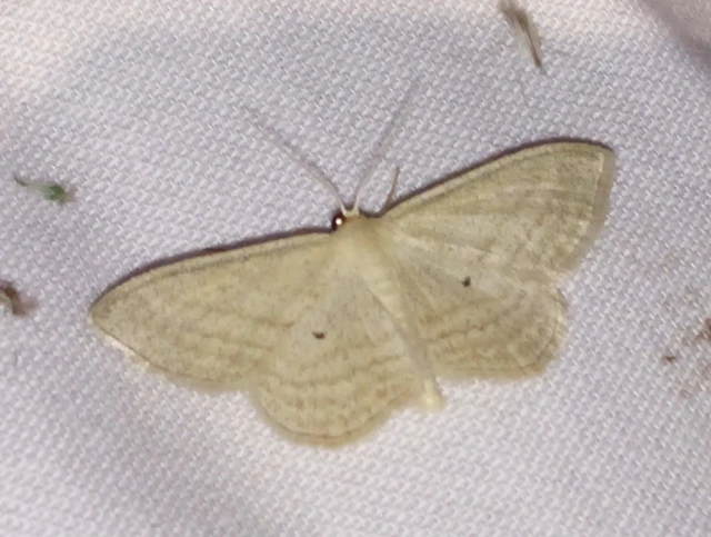 Scopula virgulata - vesszős sávosaraszoló