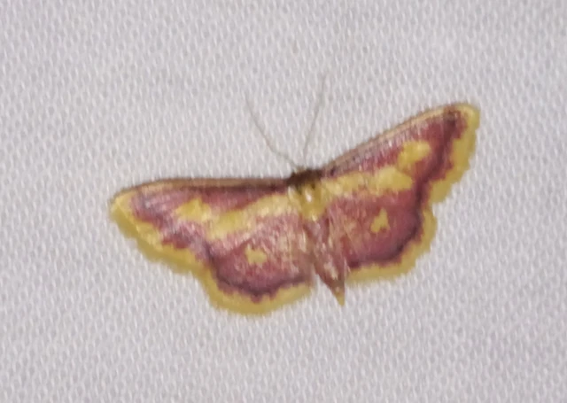 Idaea muricata - mocsári pirosaraszoló