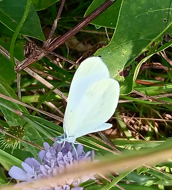 Leptidea sinapis - mustárlepke
