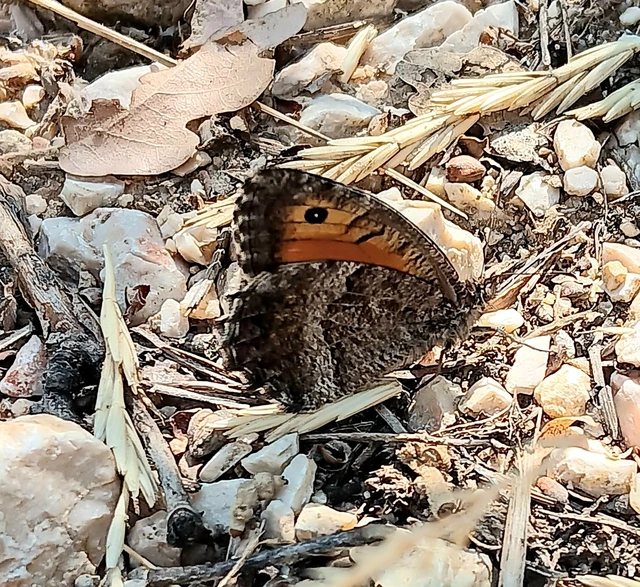 Arethusana arethusa - közönséges szemeslepke