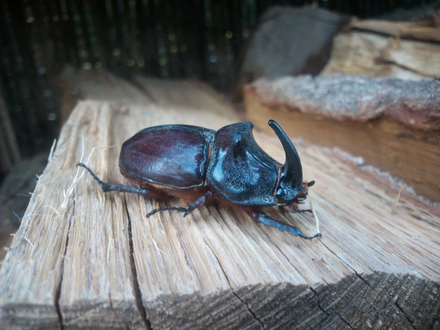 Oryctes nasicornis - orrszarvú bogár