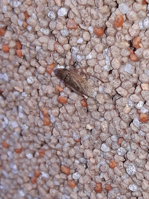 Aphrodes