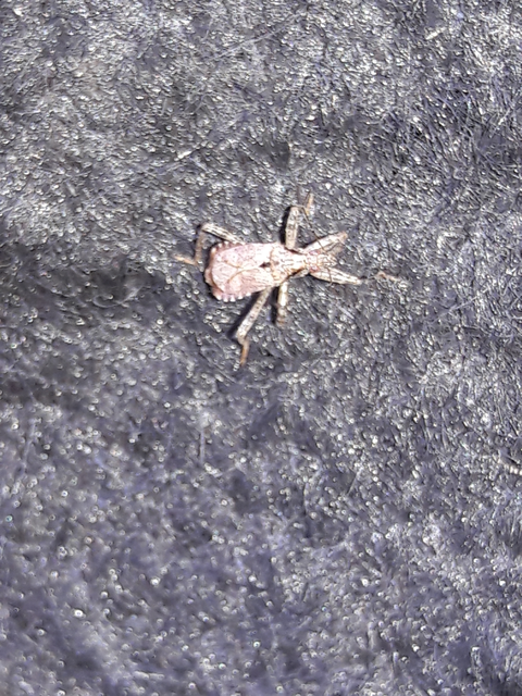 Himacerus