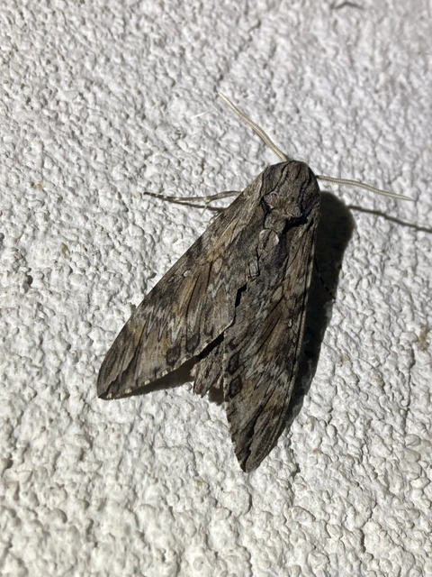 Agrius convolvuli - szulákszender