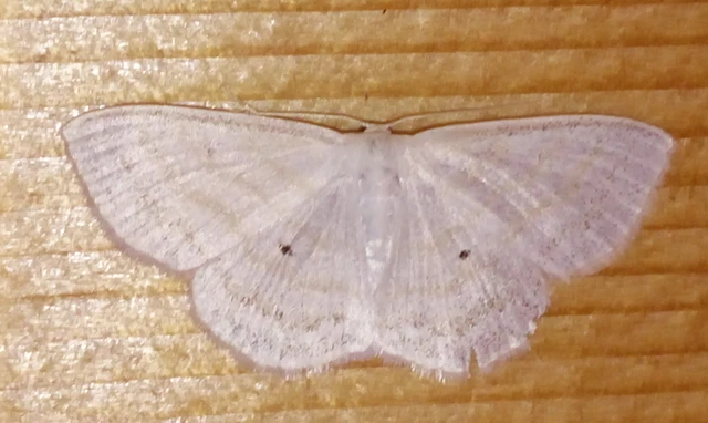 Scopula caricaria - mocsári fehéraraszoló