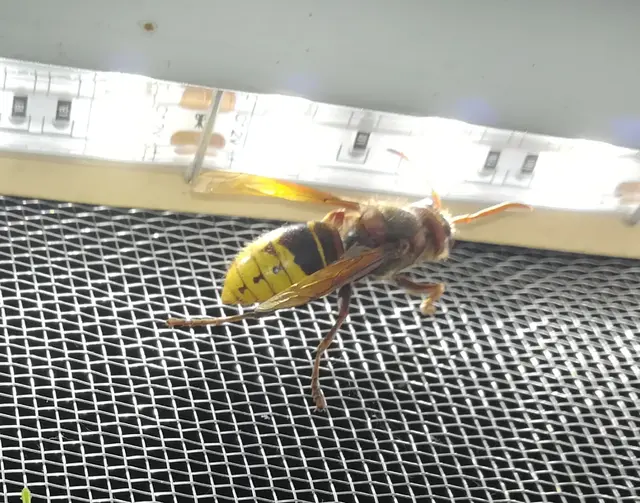 Vespa crabro - lódarázs