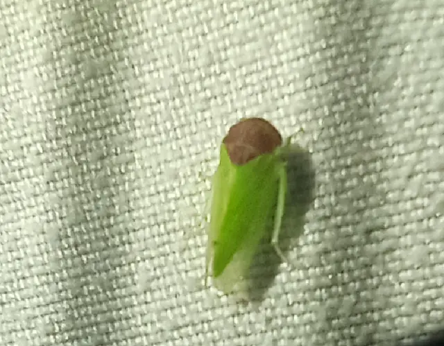 Iassus
