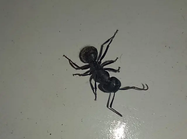 Camponotus vagus - fekete lóhangya