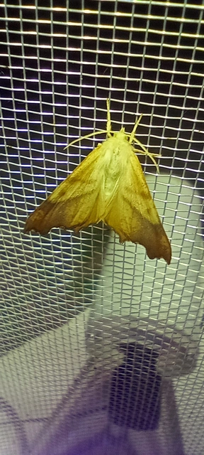 Ennomos fuscantaria - kőris-levélaraszoló