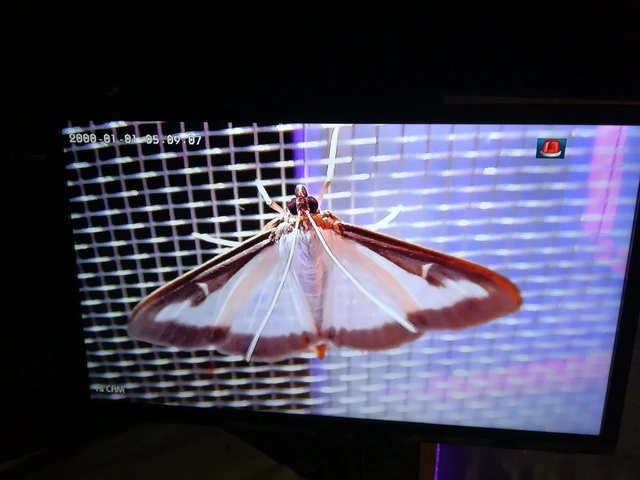 Cydalima perspectalis - puszpáng-tűzmoly