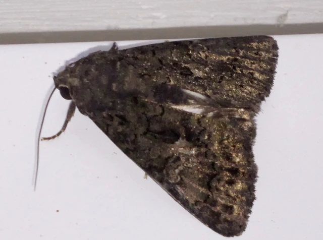 Anophia leucomelas - déli folyófűbagoly