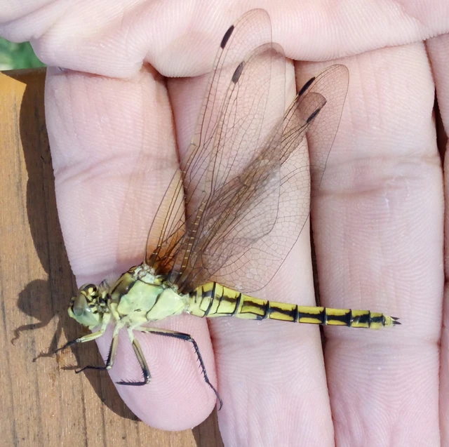 Orthetrum cancellatum - feketefarkú pásztorszitakötő