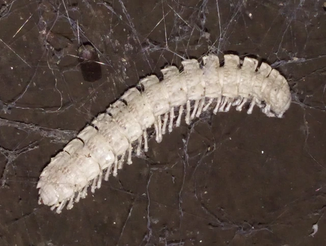 Diplopoda - Ikerszelvényesek