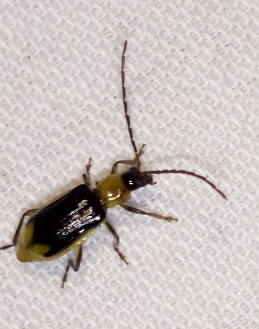 Diabrotica virgifera - amerikai kukoricabogár
