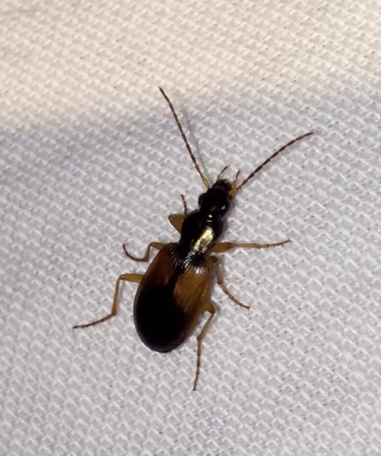 Anchomenus dorsalis - hátfoltos kisfutó