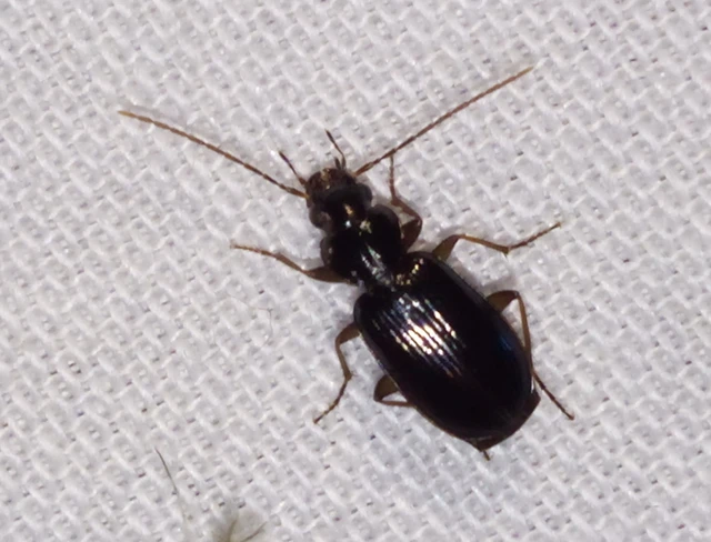 Badister dilatatus - fekete posványfutonc