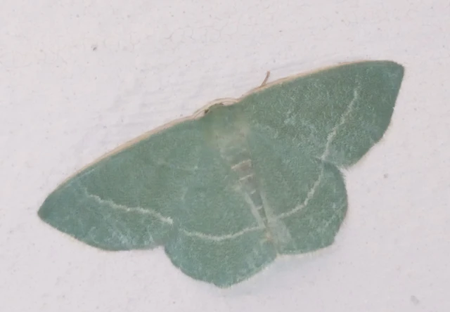 Chlorissa viridata - üdezöld araszoló