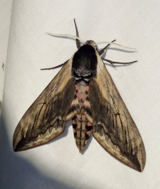 Sphinx ligustri - fagyalszender