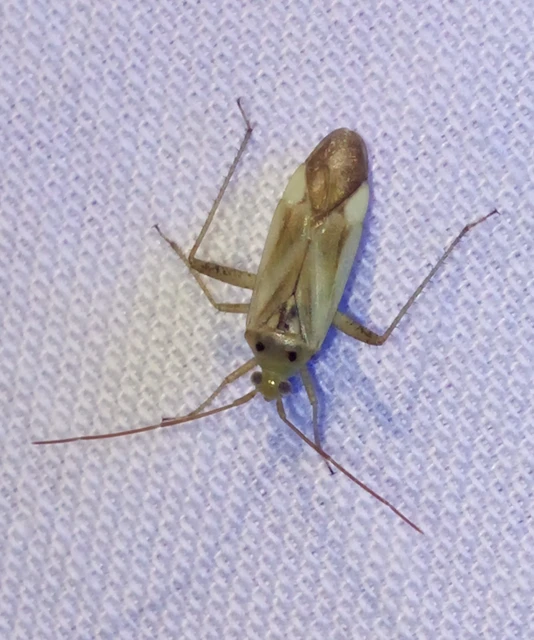 Adelphocoris lineolatus - lucernapoloska