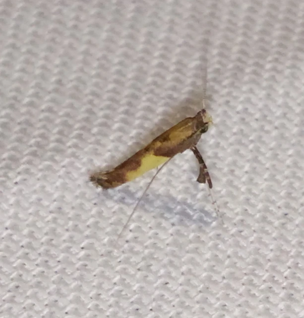 Caloptilia