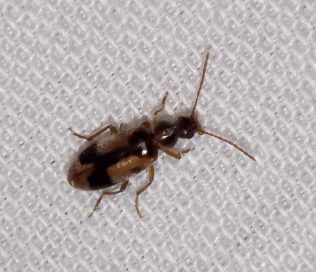 Notoxus monoceros - sárgahasú nyakszarvúbogár
