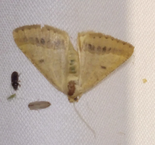 Tephrina arenacearia - lucerna-araszoló