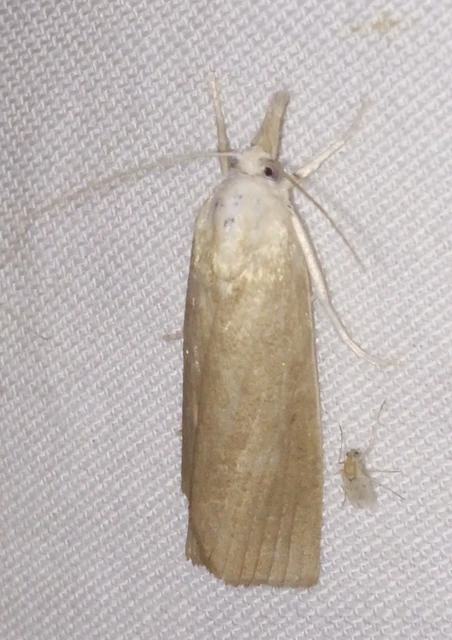 Calamotropha paludella - barna nádlevélmoly